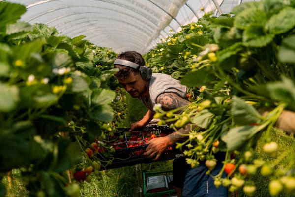 Zak Oyrzynski said he was proud of his work picking strawberries at the Hall Hunter farm: “I didn’t sit here and do nothing and be a couch potato.”